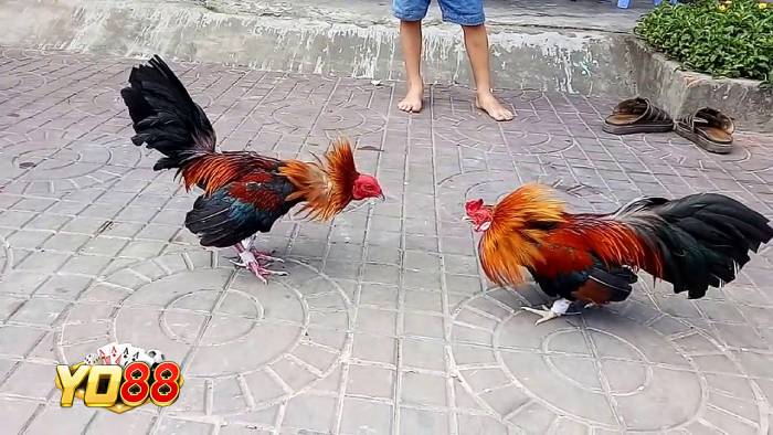 Những giống gà được ưa chuộng ở Việt Nam
